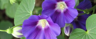 Planta daninha - Corda-de-viola