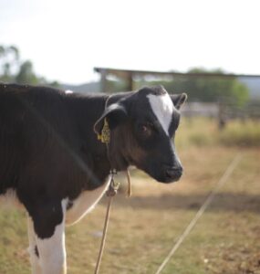 Bezerra leiteira em uma área de pasto