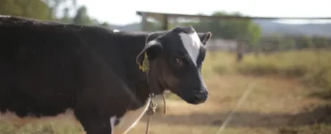 Bezerra leiteira em uma área de pasto
