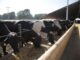 Vacas leiteiras se alimentando em um cocho