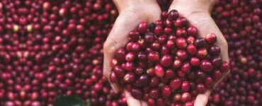 Mãos segurando frutos do café