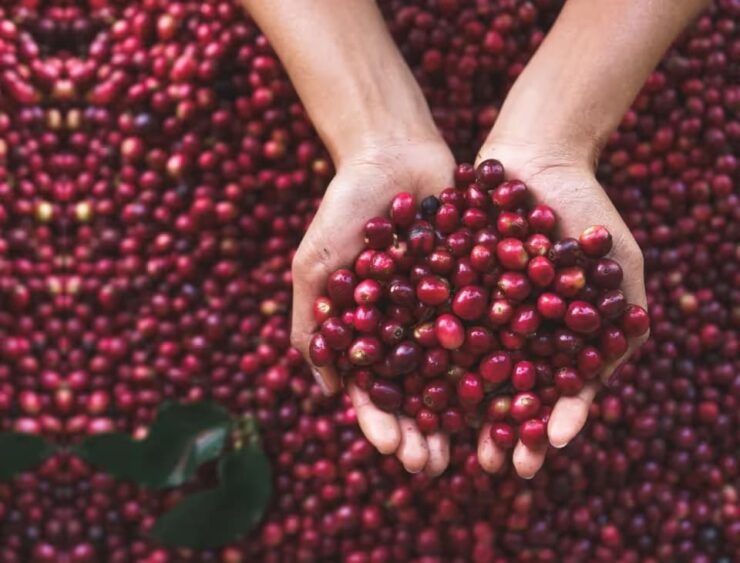Mãos segurando frutos do café