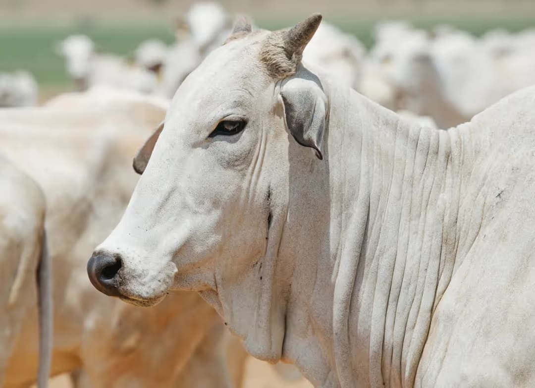 Boi China: o que é, quais suas exigências e como atender esse mercado com rentabilidade?