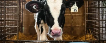 Vaca leiteira recebendo alimentação