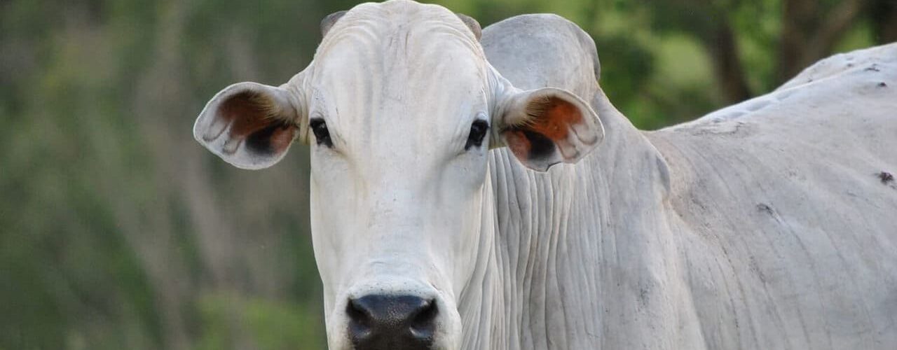 Escore de condição corporal no gado de corte