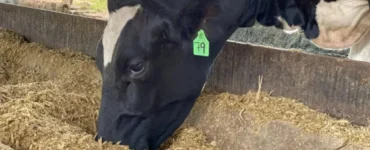 Vaca leiteira se alimentando