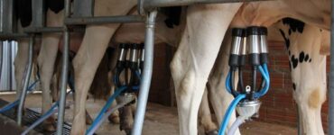 Ordenha em vacas leiteiras