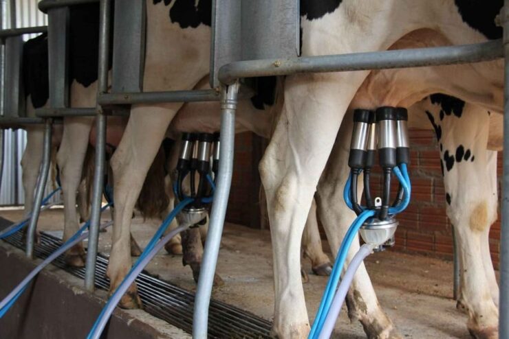 Ordenha em vacas leiteiras