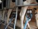 Ordenha em vacas leiteiras