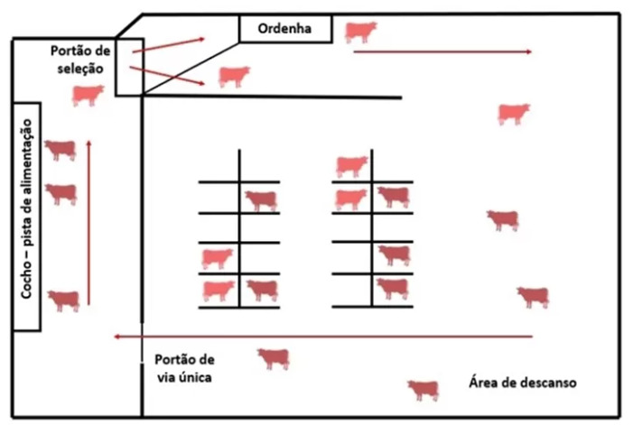 Tráfego na ordenha robótica - feed first