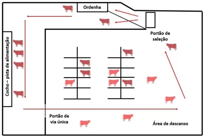 Tráfego na ordenha robótica - milk first