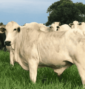 Gado de corte no pasto