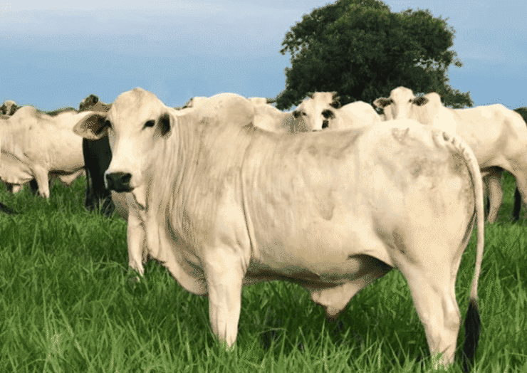 Gado de corte no pasto