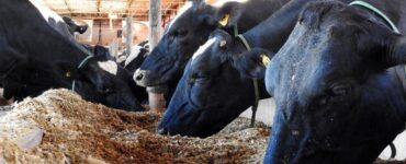 Uso de cevada na dieta de vacas leiteiras