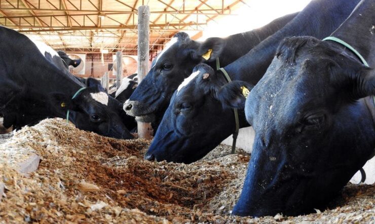 Uso de cevada na dieta de vacas leiteiras