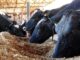 Uso de cevada na dieta de vacas leiteiras