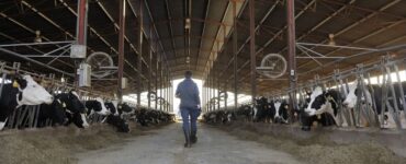 Homem no meio de uma fazenda leiteira