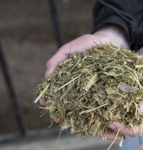 Fibra fisicamente efetiva para vacas leiteiras
