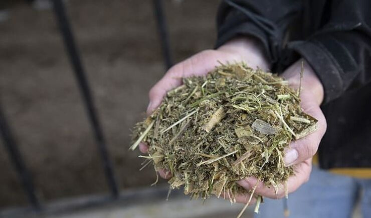 Fibra fisicamente efetiva para vacas leiteiras