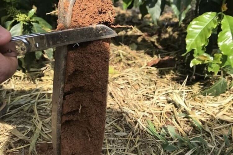 Amostragem de solo em lavoura de café
