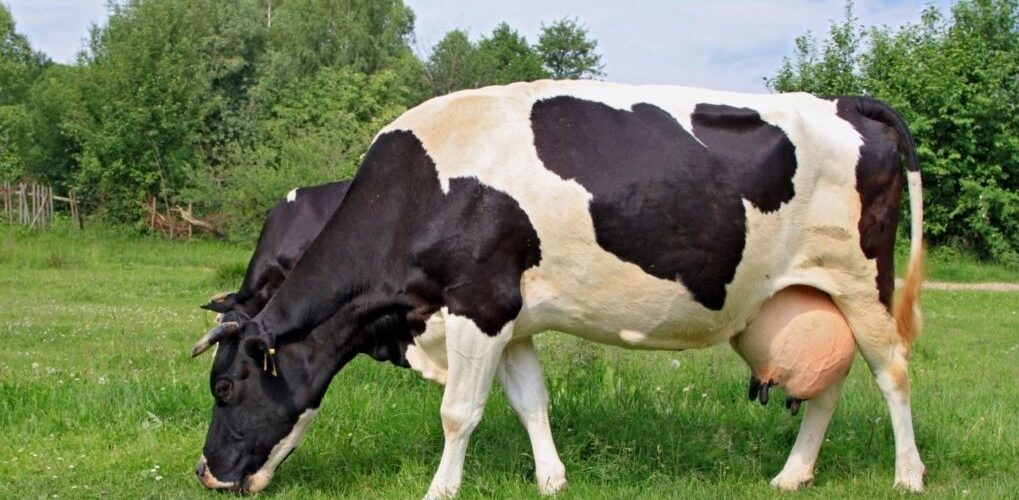 Vaca leiteira em uma pastagem