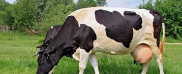 Vaca leiteira em uma pastagem