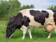 Vaca leiteira em uma pastagem