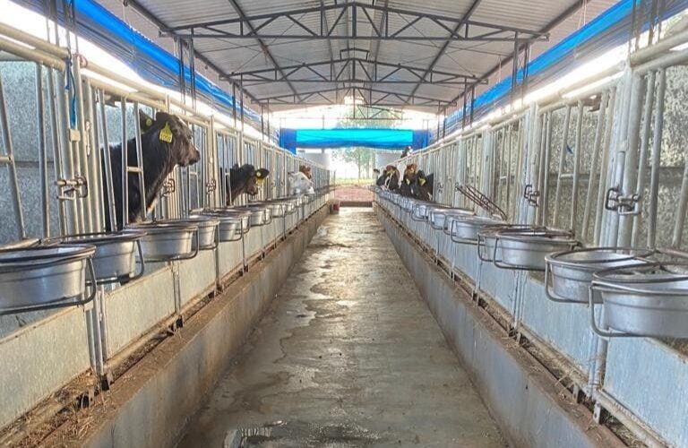 Casinhas de bezerras