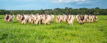Rebanho de gado de corte no pasto
