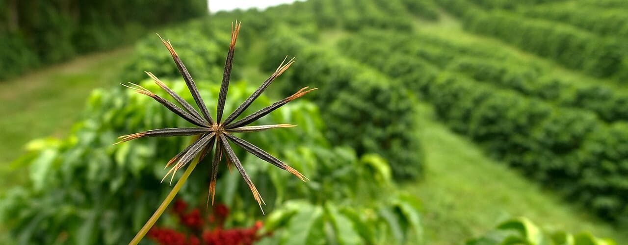 Picão-preto - planta daninha do café