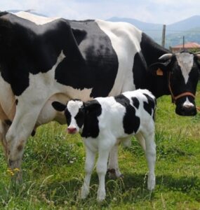 Vaca leiteira e bezerro