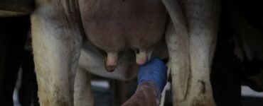 Prevenção da mastite bovina