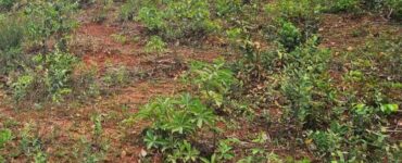 Plantas daninhas em pastagem
