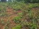 Plantas daninhas em pastagem