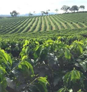 Produção de café com sustentabilidade