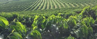 Produção de café com sustentabilidade