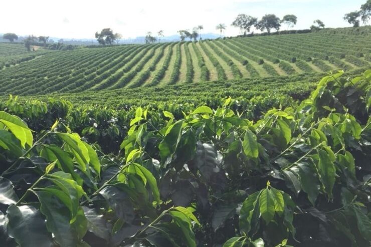 Produção de café com sustentabilidade