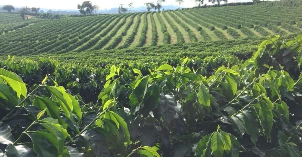 Produção de café com sustentabilidade