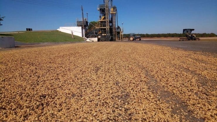 Secagem do café para perder umidade