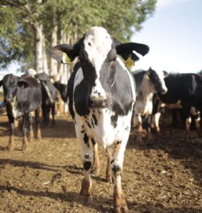 Vaca de leite em uma propriedade rural