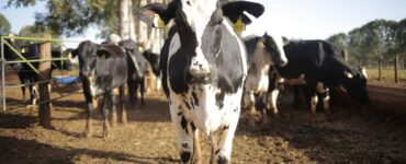 Vaca de leite em uma propriedade rural