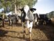 Vaca de leite em uma propriedade rural