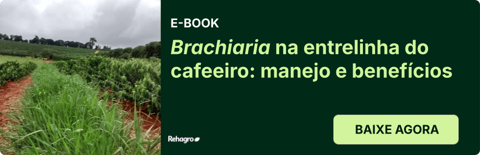 Clique e baixe o e-book grátis! E-book Brachiaria na entrelinha
