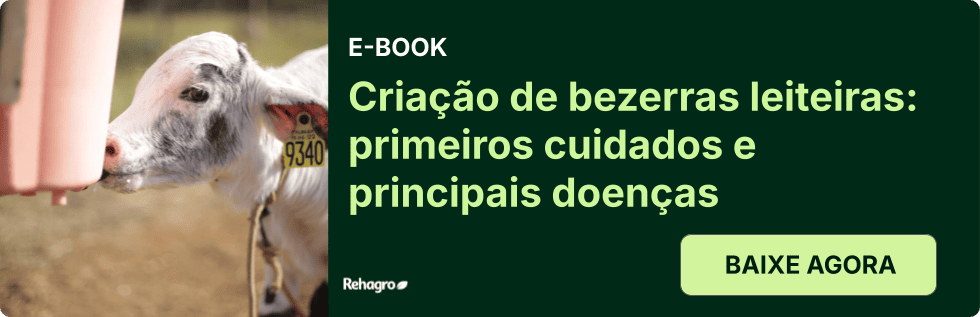 E-book Criação de bezerras leiteiras