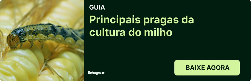 Guia Principais pragas do milho