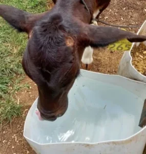 Bezerra leiteira bebendo água