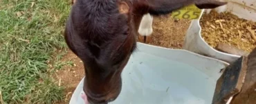 Bezerra leiteira bebendo água