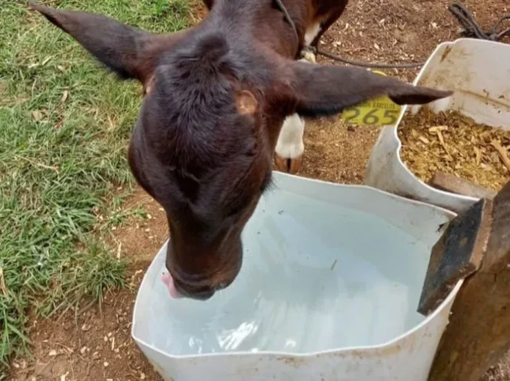 Bezerra leiteira bebendo água