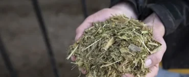Fibra fisicamente efetiva para vacas leiteiras