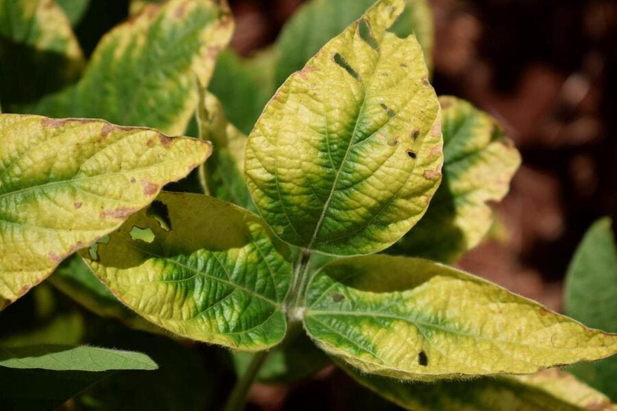 Planta com deficiência severa de potássio na soja
